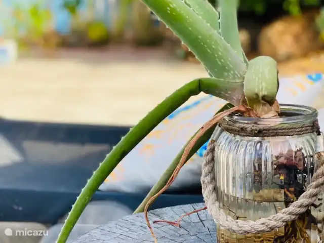 Brise tropicale Curaçao Trinitaria | Curaçao, Banda Ariba (est), Santa Catharina - appartement détails « verts »