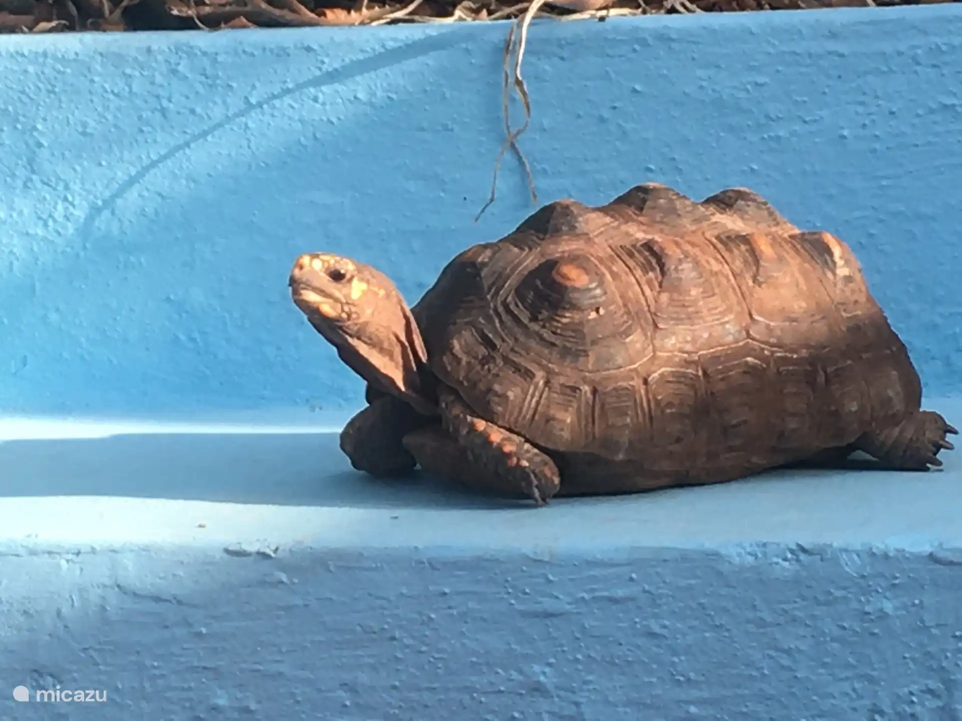 Bob la tortuga mascota