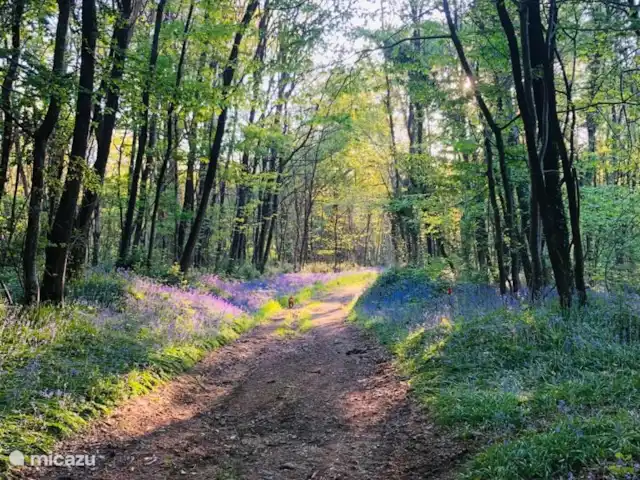 Village Le Chat 120 huren in Frankrijk, Charente, Écuras - bungalow Prachtige bossen en wandelroutes om het park