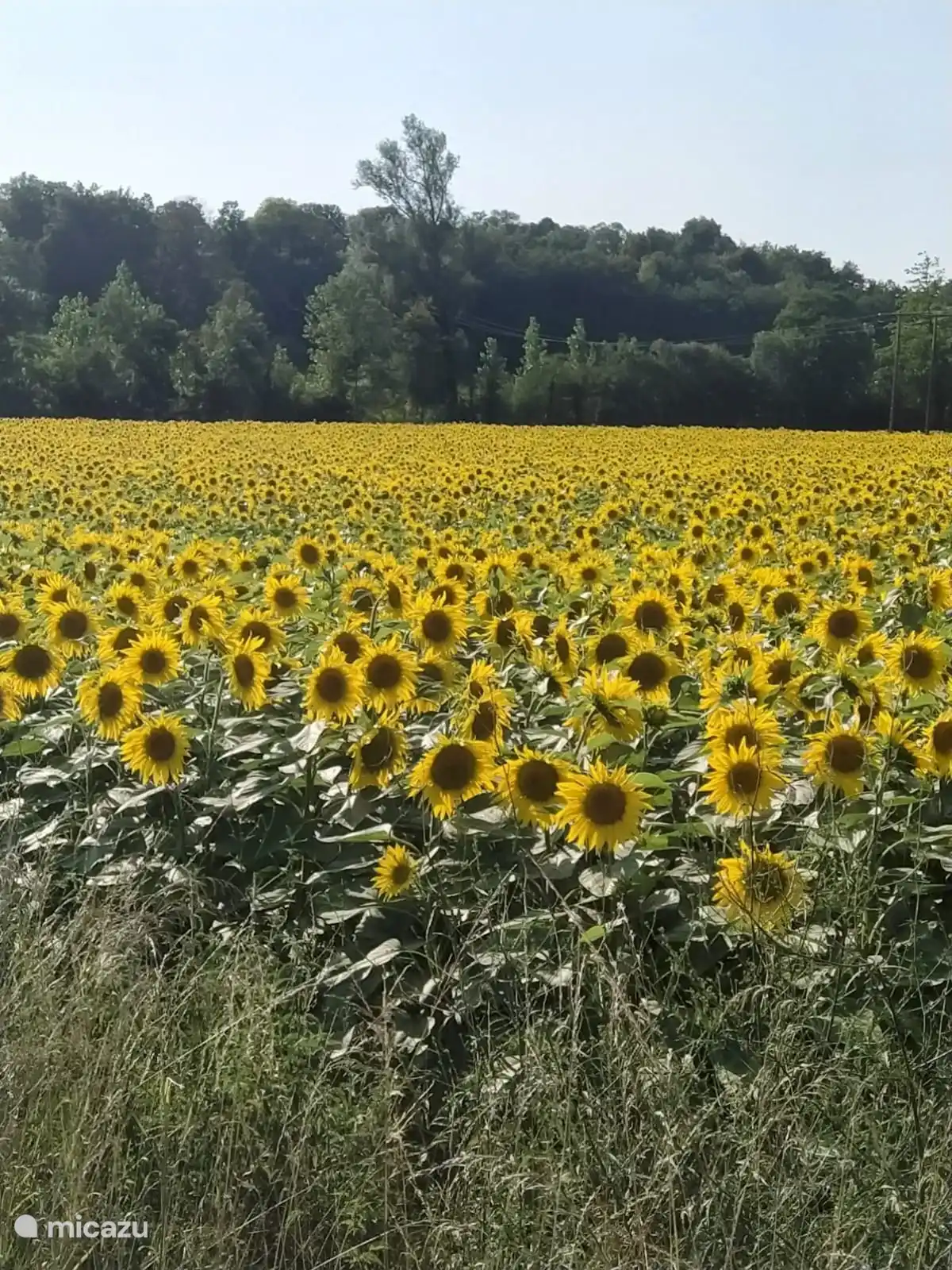 Sonnenblumenfelder rund um die Gegend von Chalais