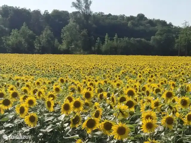 Location de Vacances France, Charente, Chalais (Charente), villa - Le Charme Champs de tournesols autour de Chalais