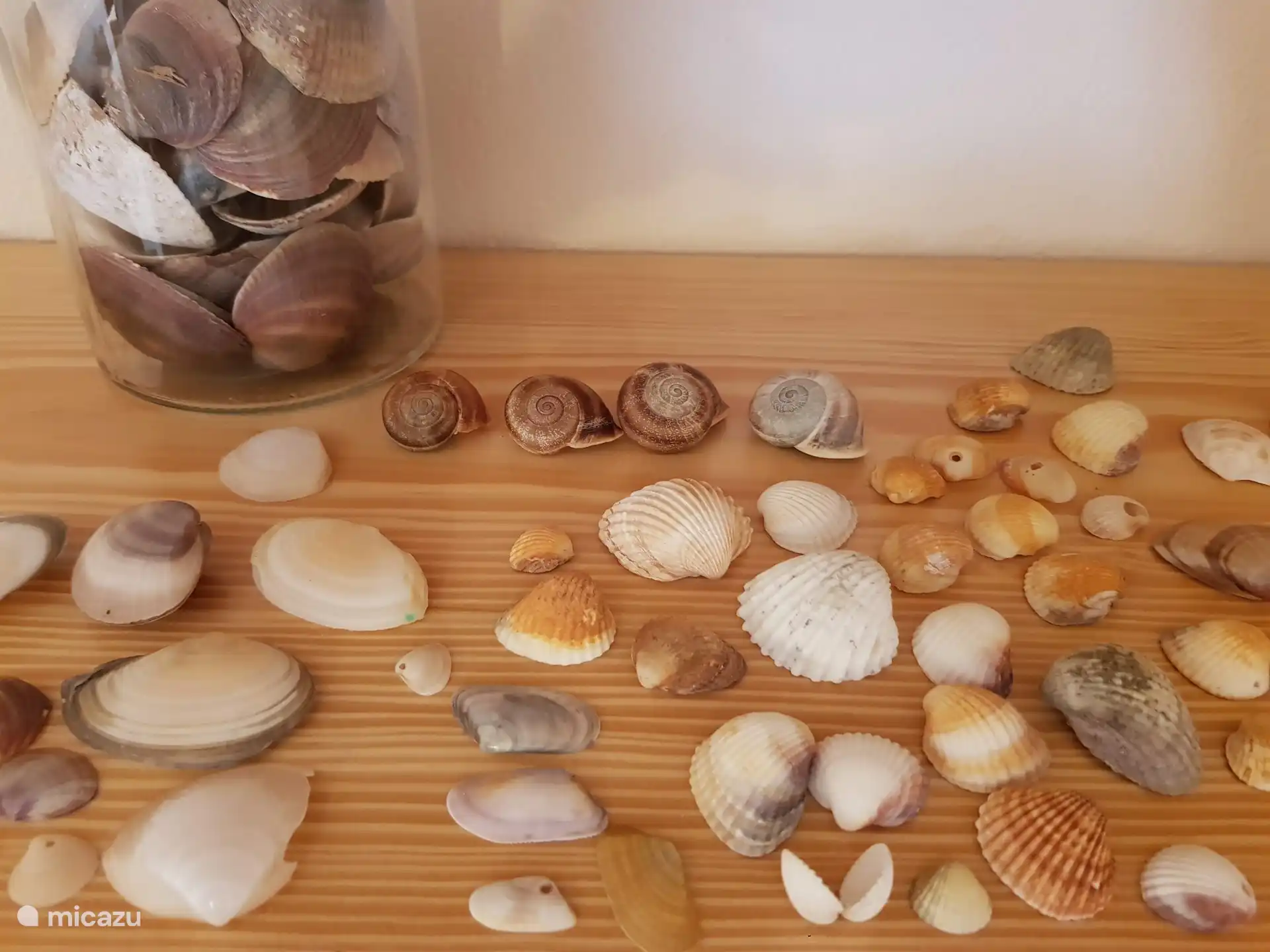 Shell collection in the living room