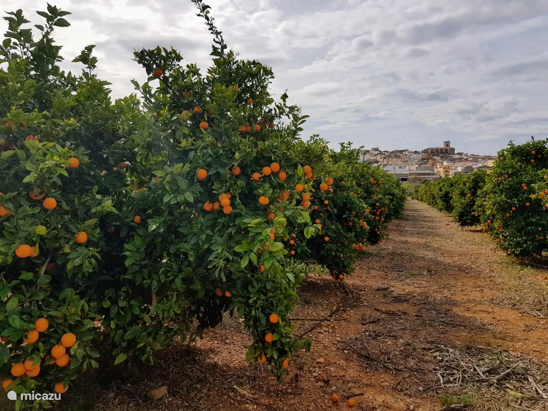 View of Calig from one of the many orange groves