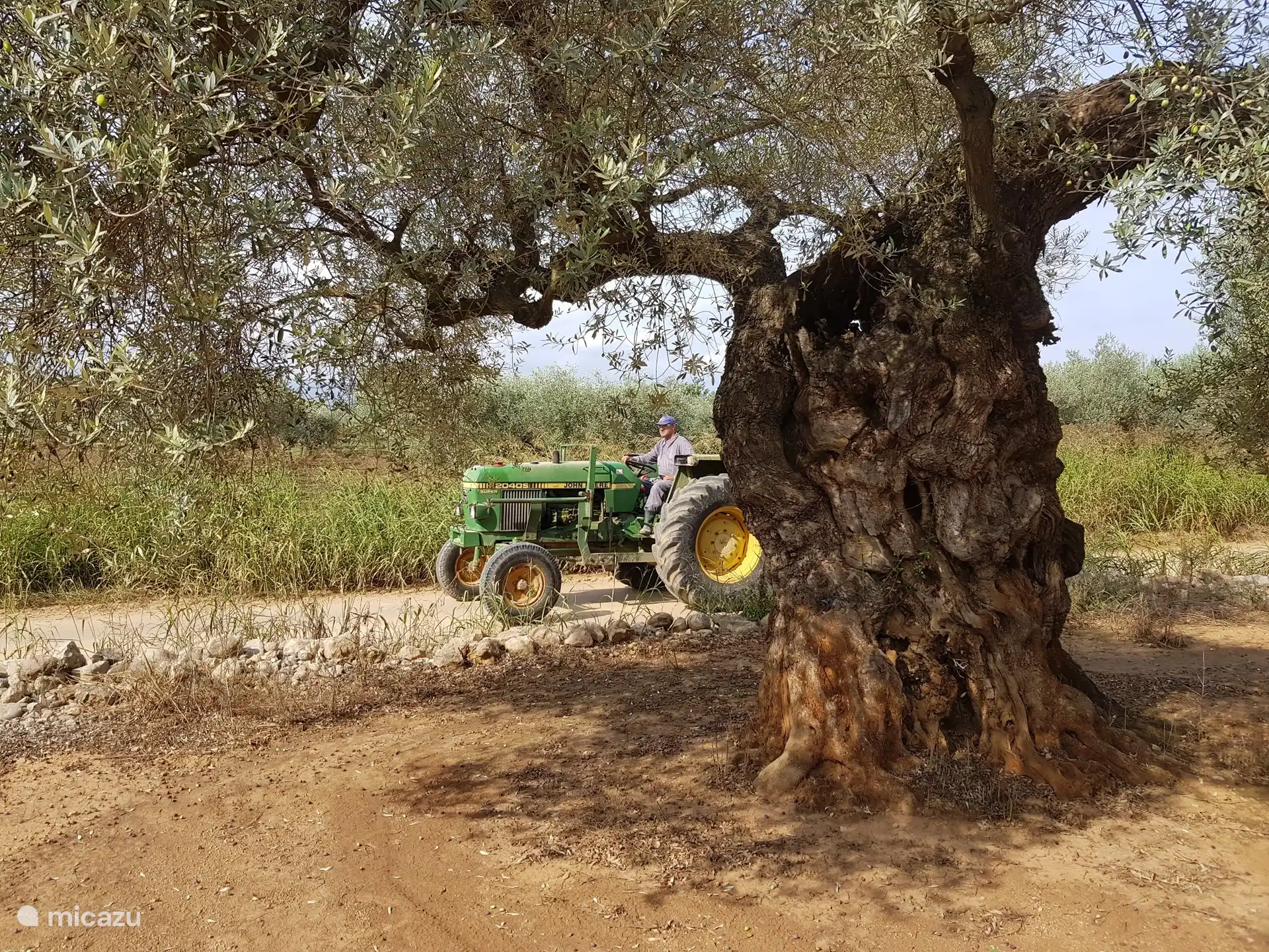 1000 year old olive tree Pobill Ecoligic