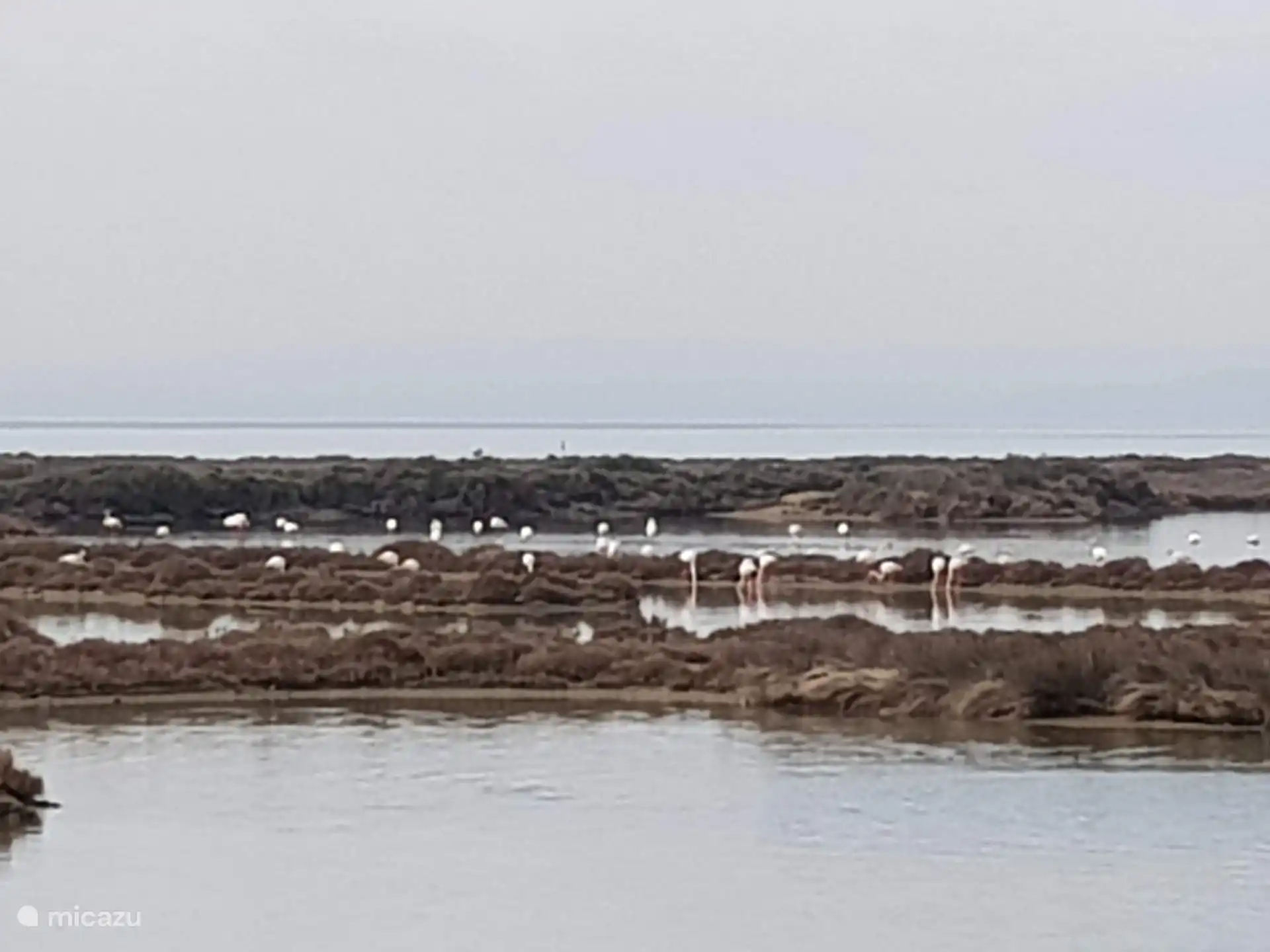 Flamingos at Ebro
