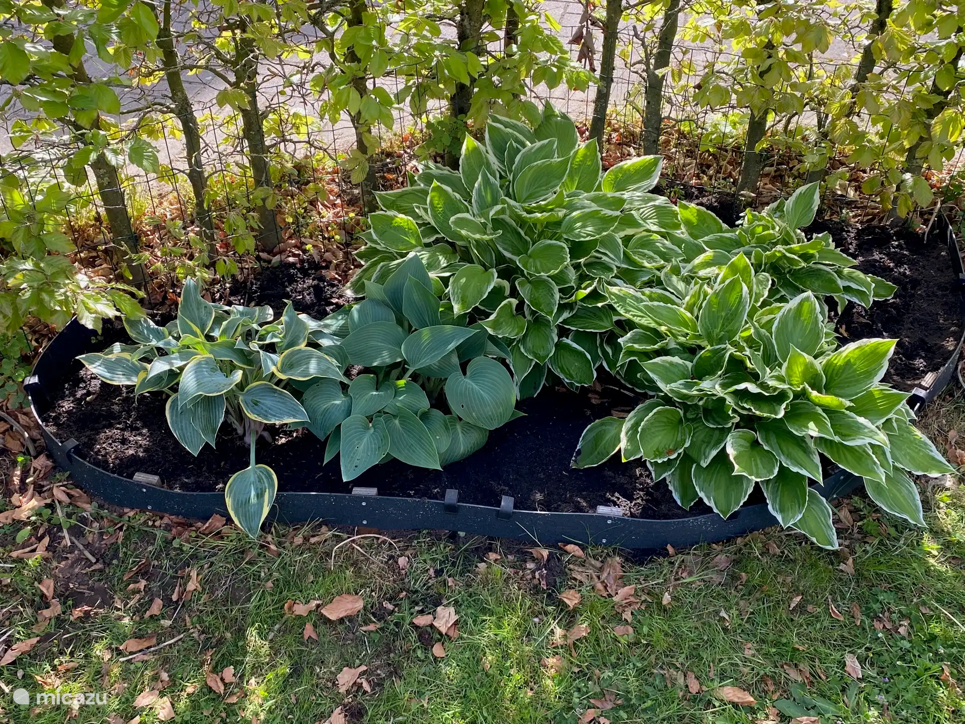 Garten-Hostas