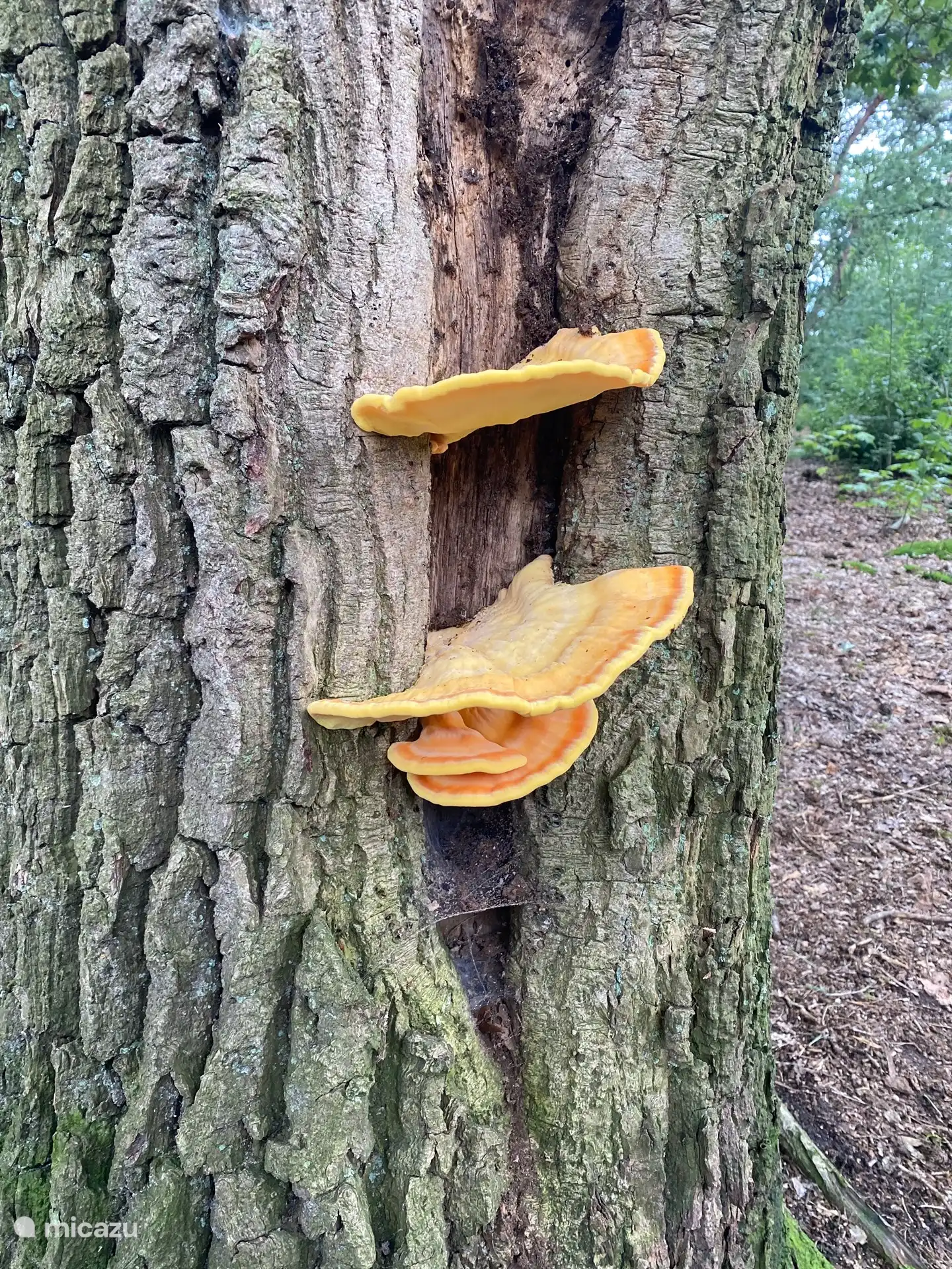 Das begegnet Ihnen gerade bei einem Spaziergang im Wald hinter Reimink