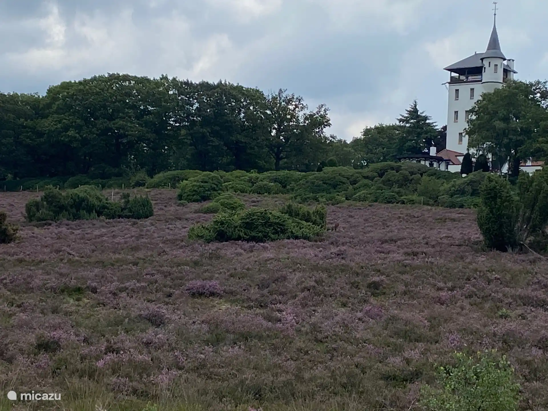 Der Sallandse-Kamm mit wunderschön blühender Heide.