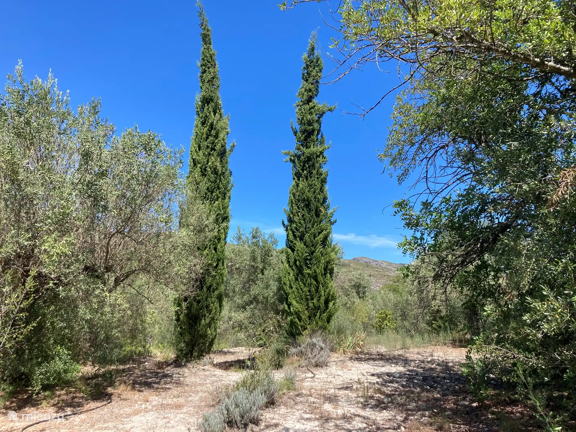 Einer der vielen Bäume im Obstgarten, wo man spazieren gehen, mit dem Hund Gassi gehen oder im Schatten sitzen kann