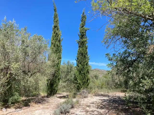 Casa Gallinera | Espagne, Costa Blanca, Benissivà - manoir / château Un des nombreux arbres du verger, où vous pourrez vous promener, promener le chien ou vous asseoir à l'ombre