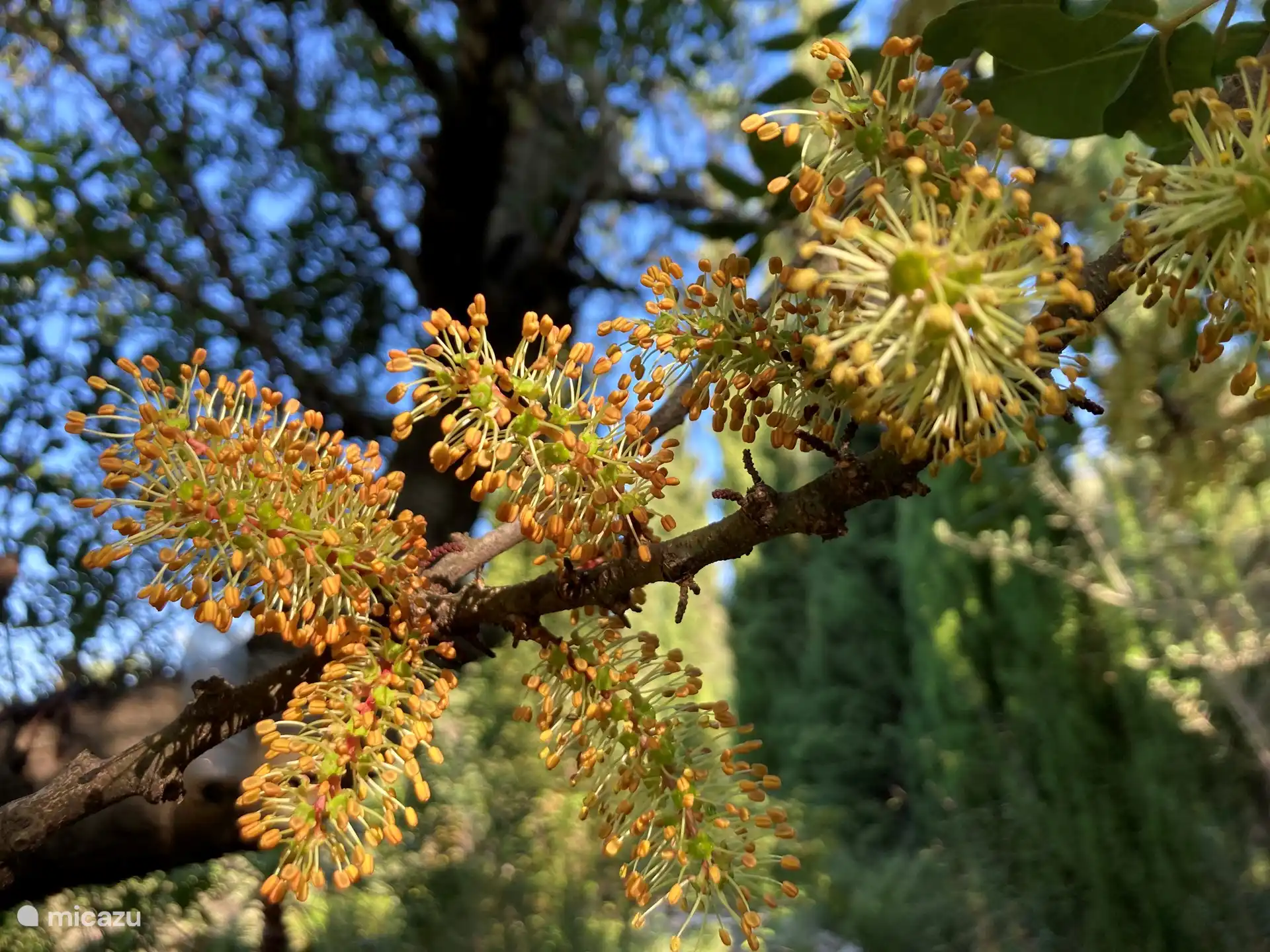 Viele einheimische Baumarten umgeben das Anwesen