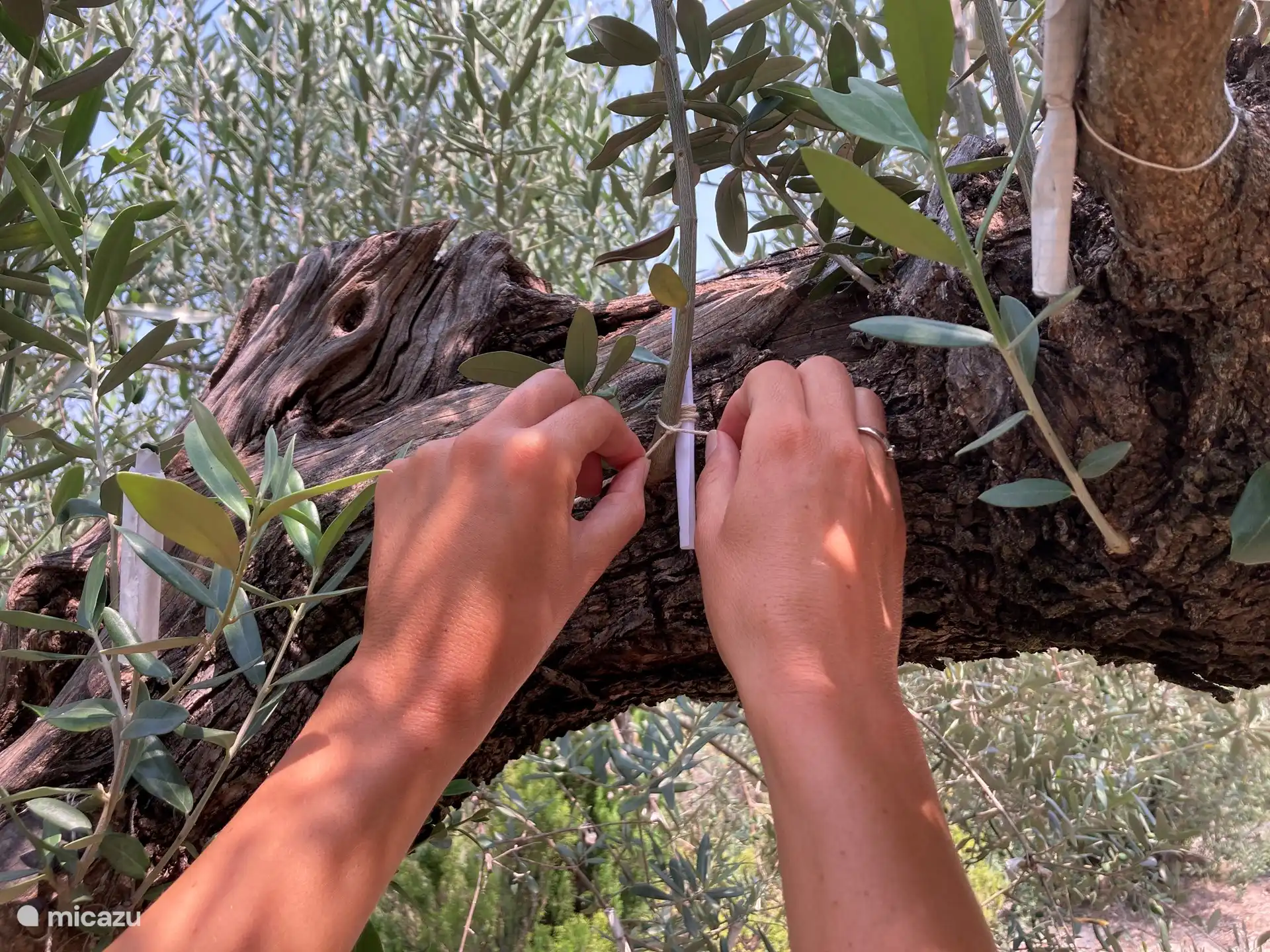 Hinterlassen Sie Ihren Wunsch hier im Wunschbaum