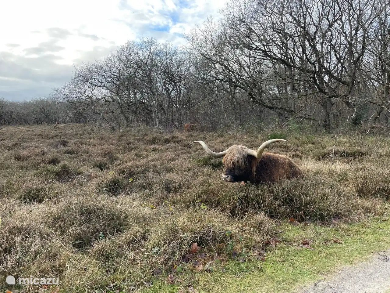 Il n’est pas difficile de repérer les grands brouteurs dans la zone des dunes. En plus des Highlanders écossais, on peut également trouver des poneys sauvages et des moutons à face noire. Ils entretiennent la zone dunaire.