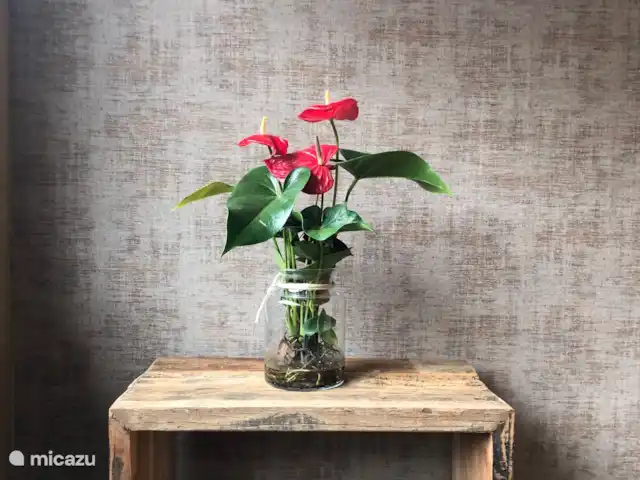 Chouette hulotte | Pays-Bas, Gueldre, Voorthuizen - maison de vacances Ambiance.
