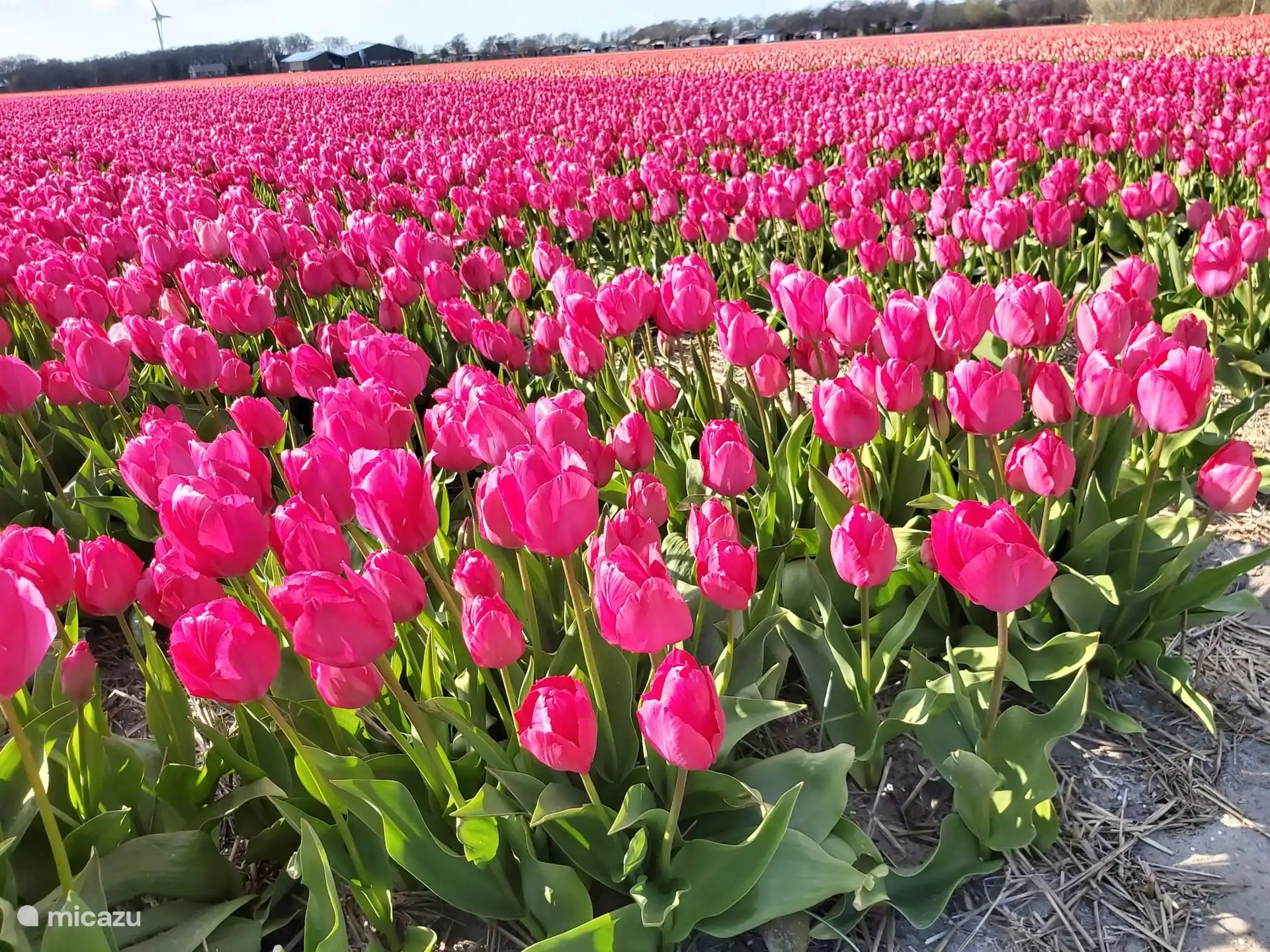 Champs de tulipes à Julianadorp !