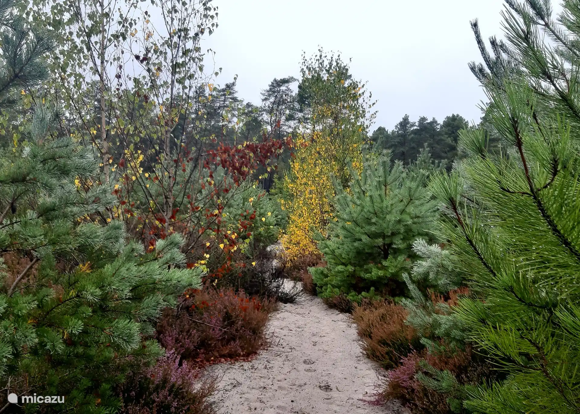 La Forêt à la porte du jardin