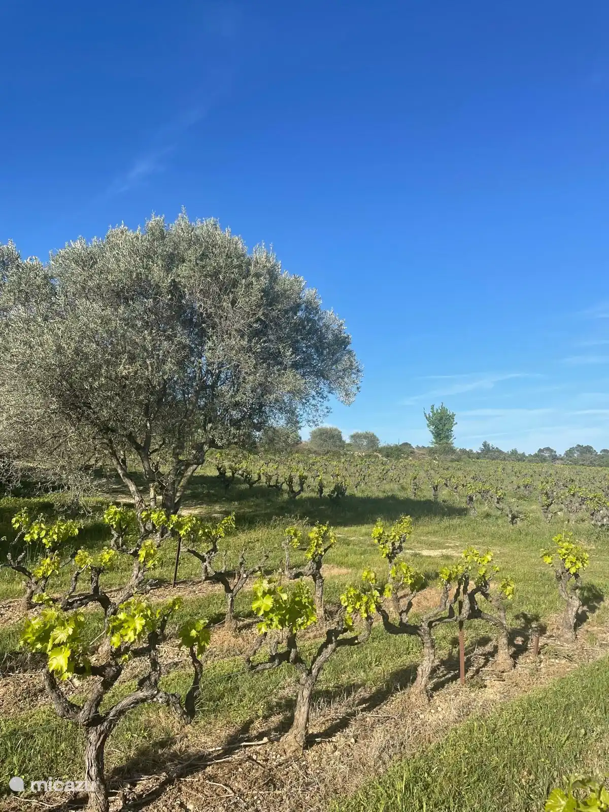 Blick aus unserem Garten 