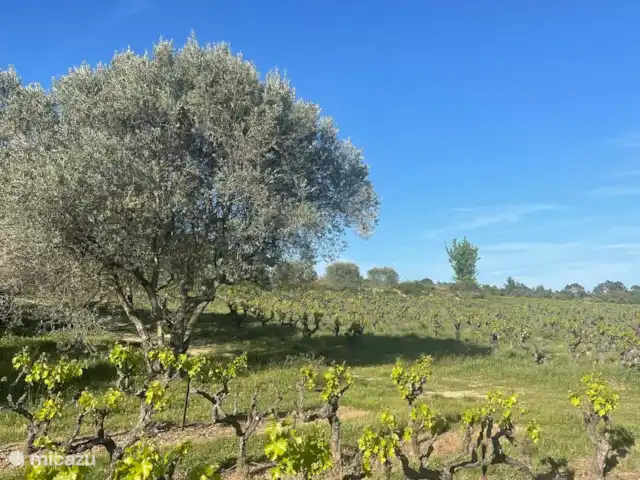 Villa Verger | France, Gard, Saint-Michel-d'Euzet - villa Vue depuis notre 'jardin'