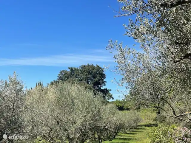 Villa Verger | France, Gard, Saint-Michel-d'Euzet - villa Avec une superficie de 1,3 hectare, vous pouvez toujours faire une belle promenade