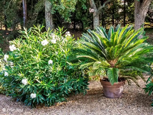 Villa les Chiens en Francia, Costa Azul, Cogolin - casa vacacional Jardín