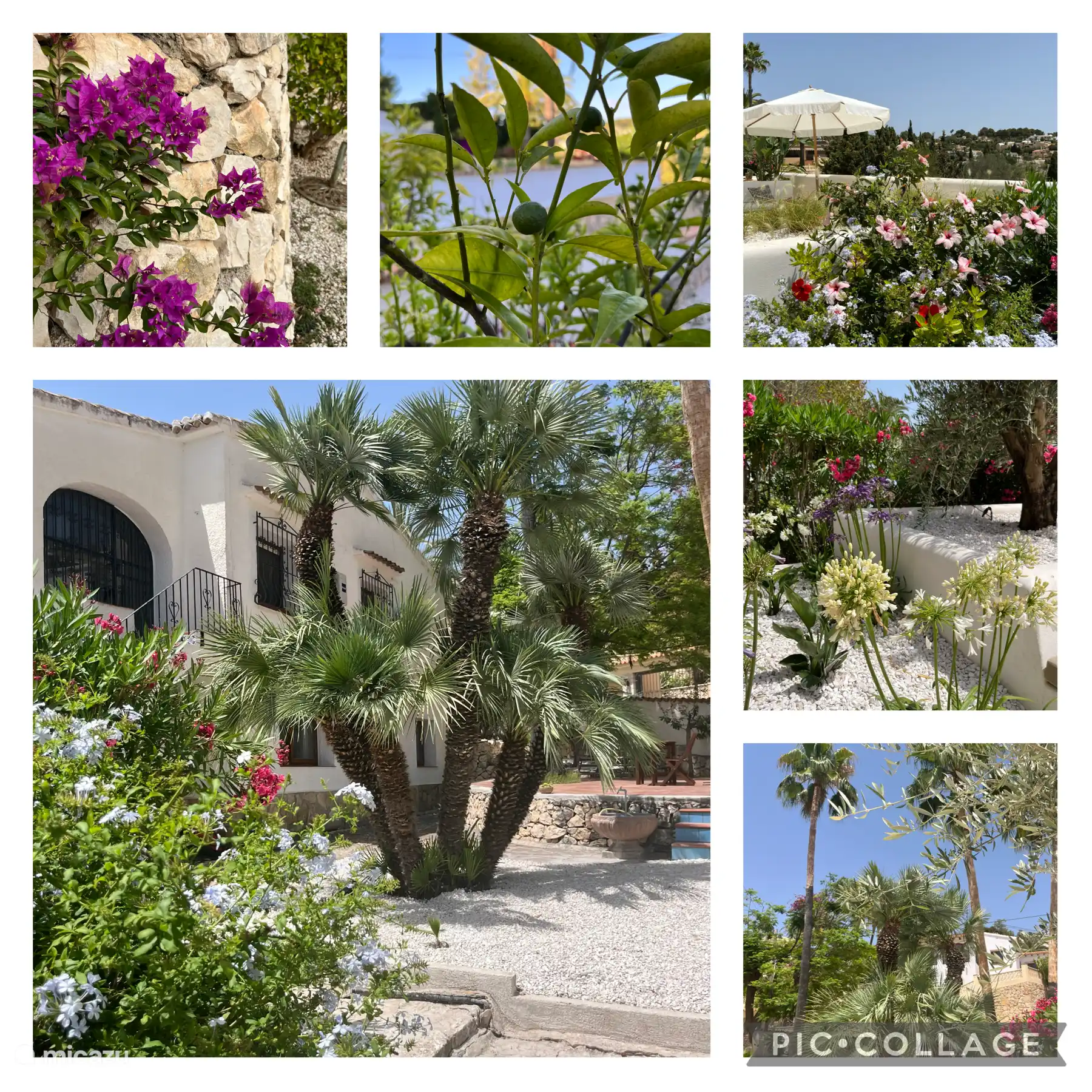 El jardín está lleno de hermosas plantas y flores, incluidos cítricos y esta buganvilla de color rosa brillante