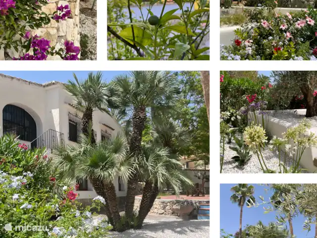 Villa Salvia en España, Costa Blanca, Benissa - villa El jardín está lleno de hermosas plantas y flores, incluidos cítricos y esta buganvilla de color rosa brillante