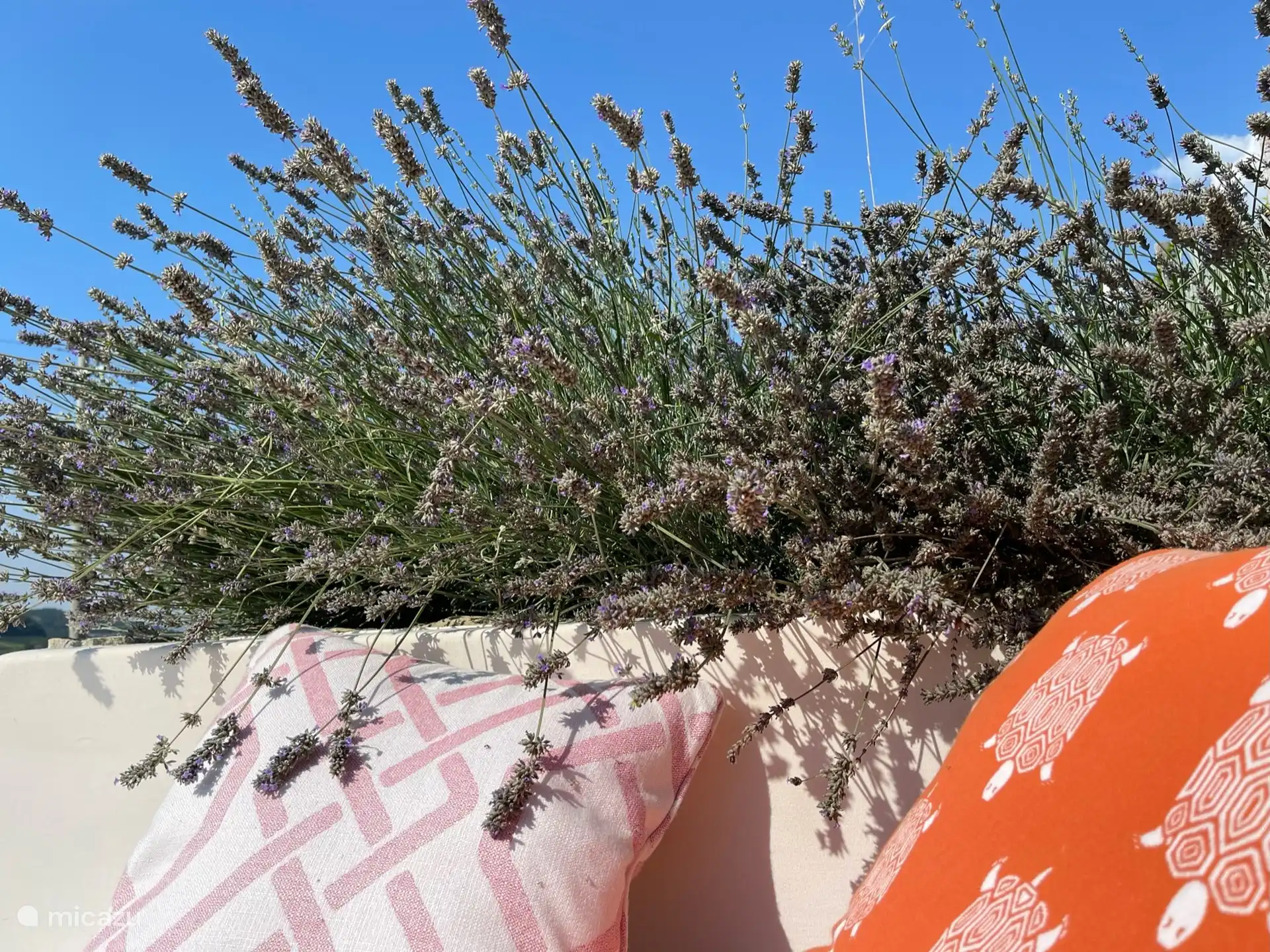 Loungebank midden tussen de lavendel en oleander. 