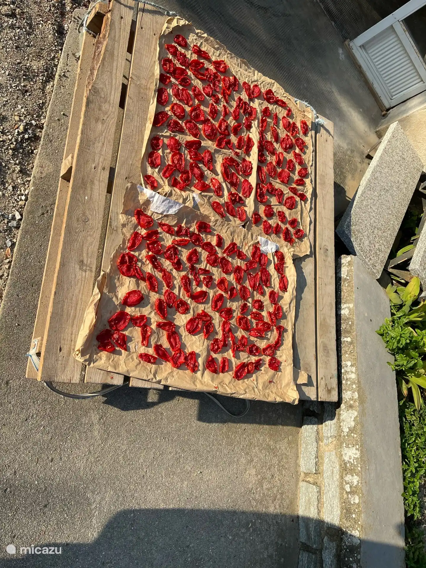 Het drogen van tomaten.