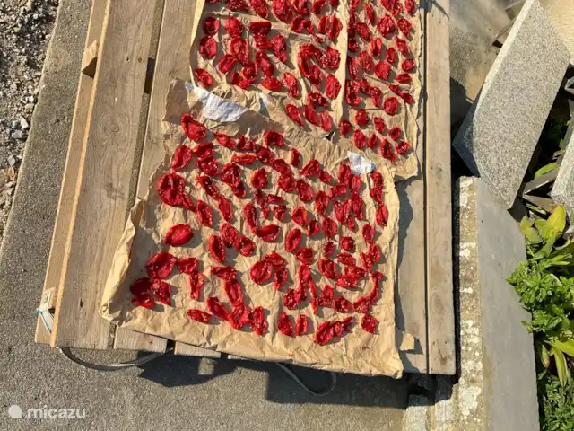 Casa Rinaldi  | Italie, Piémont, Monforte D Alba - maison de vacances Sécher les tomates.