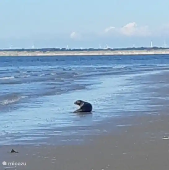 Phoque sur la plage d'Ouddorp
