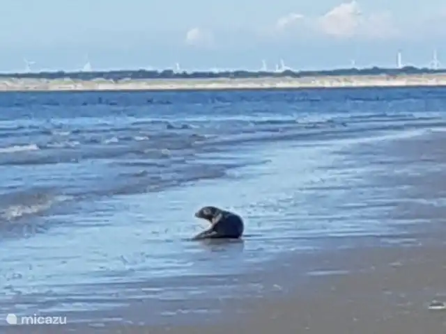 Intermezzo | Pays-Bas, Hollande méridionale, Ouddorp - maison de vacances Phoque sur la plage d'Ouddorp