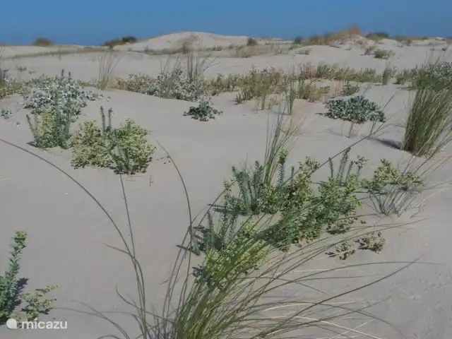 Intermezzo | Pays-Bas, Hollande méridionale, Ouddorp - maison de vacances Zone dunaire Middelduinen