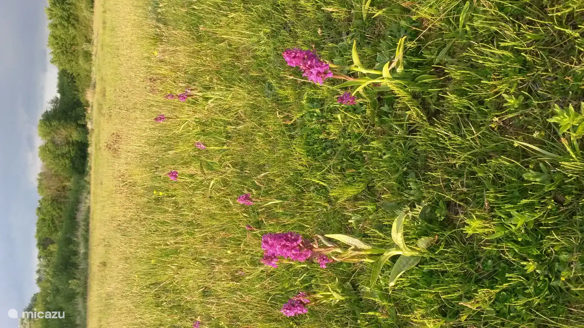 Orchidées dans le Middelduinen