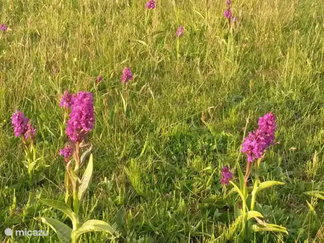 Intermezzo | Pays-Bas, Hollande méridionale, Ouddorp - maison de vacances Orchidées dans le Middelduinen