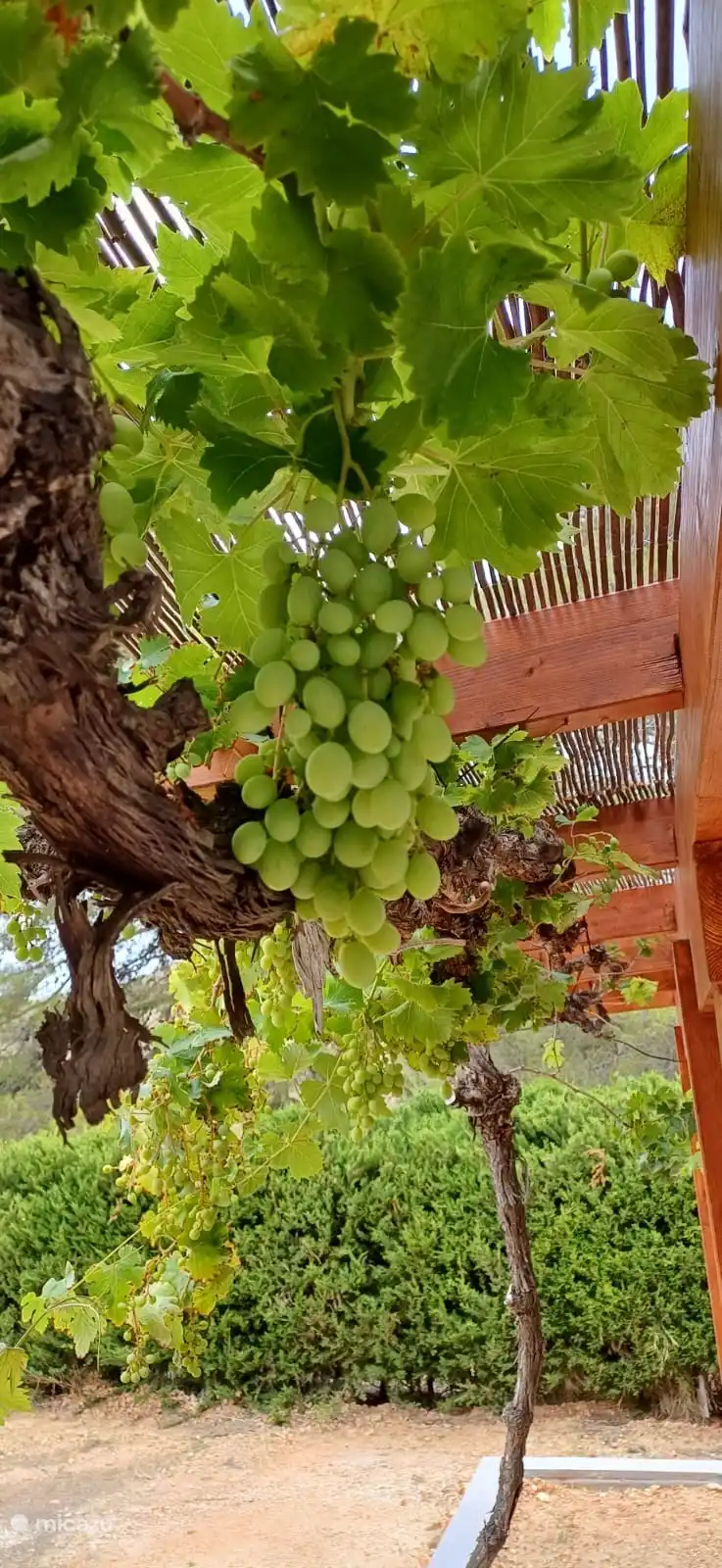 Trauben, die von der Terrasse im hinteren Teil hängen