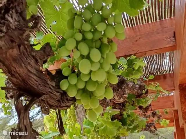Villa Morera en España, Valencia, Albaida - villa Uvas colgando de la terraza en la parte trasera