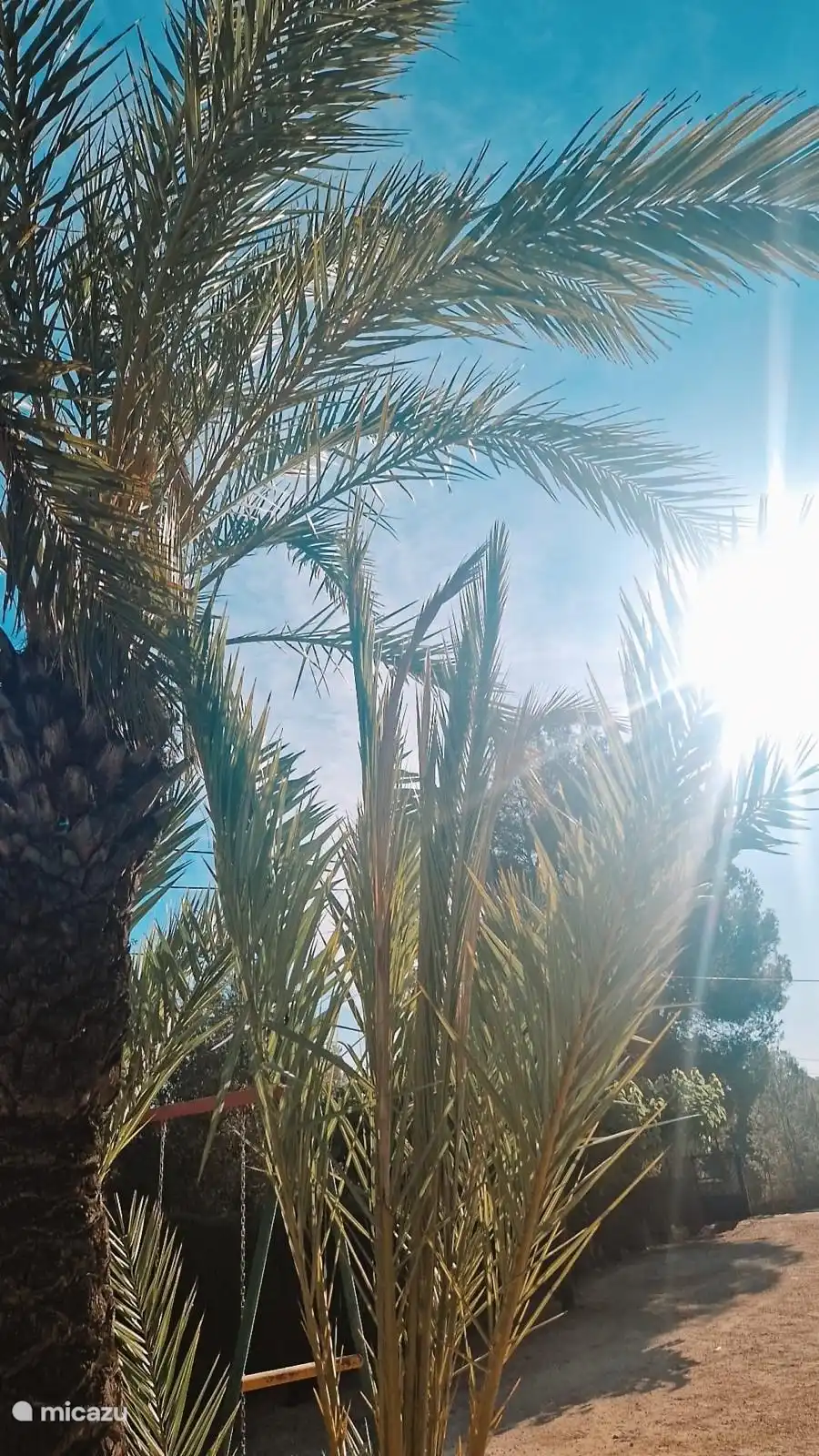 Sonne durch die Palmen auf der Einfahrt