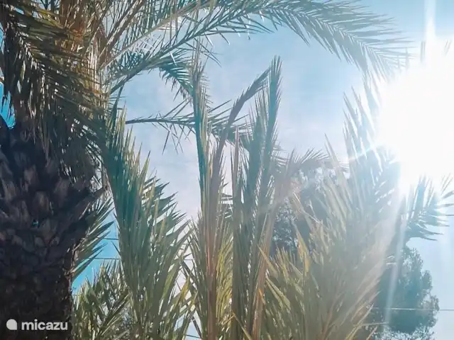 Villa Morera en España, Valencia, Albaida - villa El sol a través de las palmeras en el camino de entrada