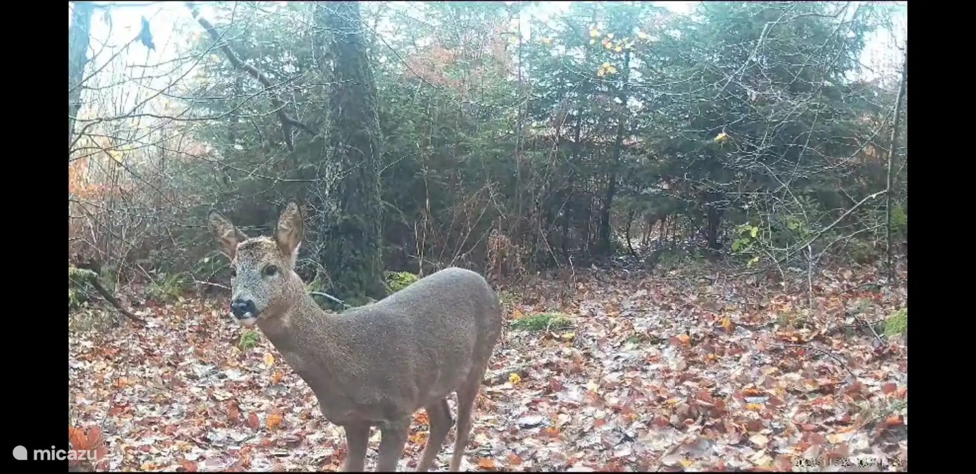 Rehe auf dem Privatgrundstück unterhalb des Chalets