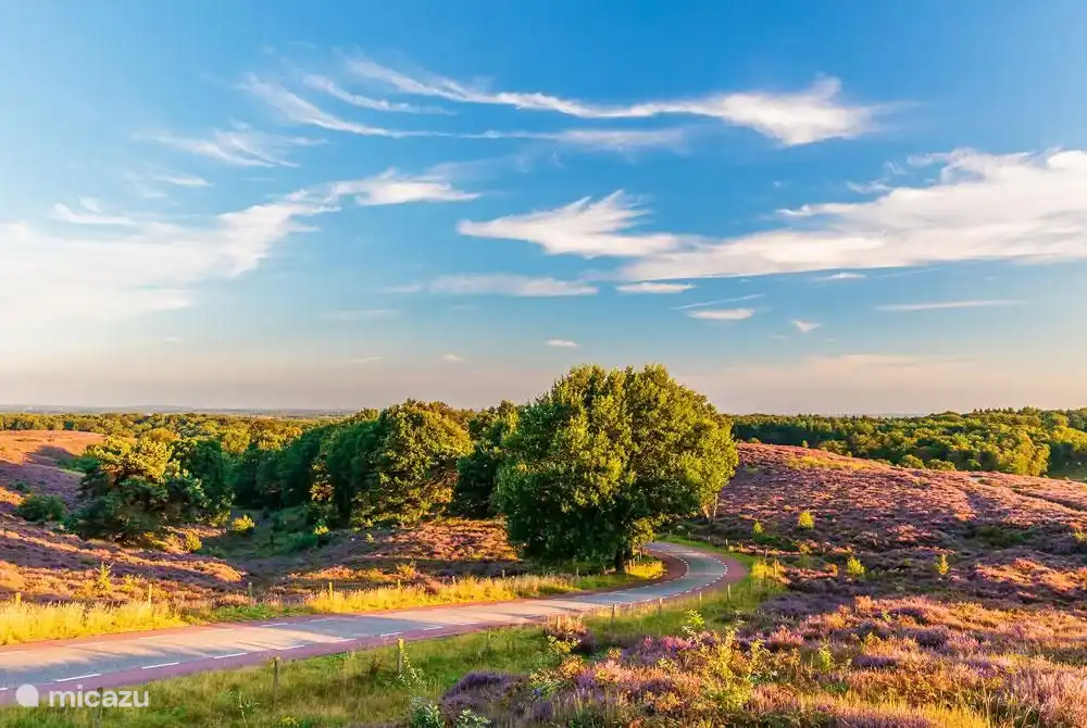 The beautiful Veluwe, wonderful for walking and/or cycling