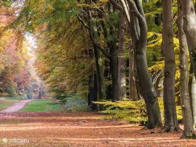De Vrije Vogel huren in Nederland, Gelderland, Voorthuizen - chalet De prachtige Veluwe, heerlijk om te wandelen en/of fietsen
