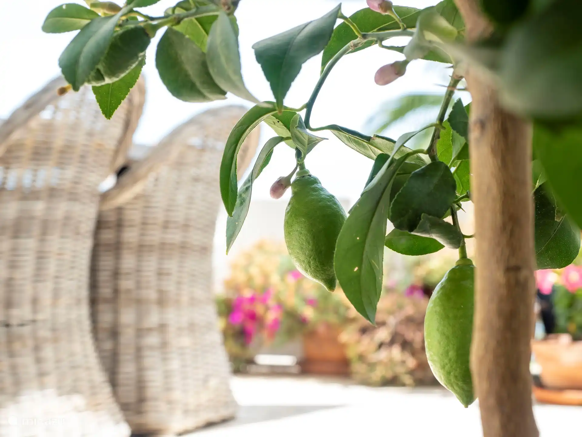 Villa Limonero - Terras naast de keuken. 