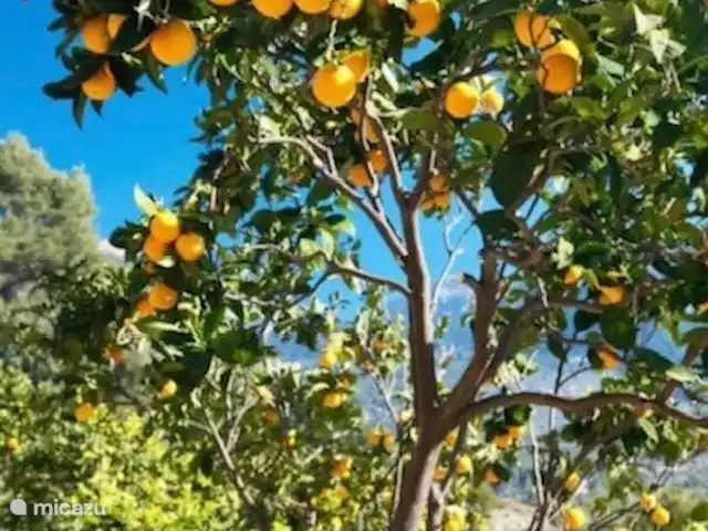 Casa Elimares | Espagne, Costa Blanca, Orba - appartement des oranges