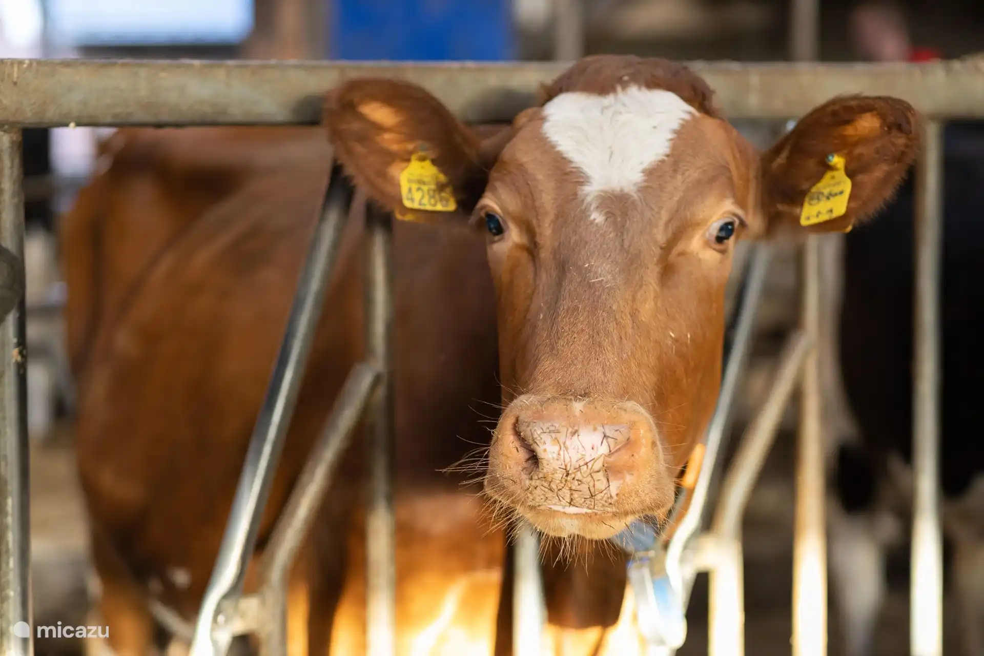 Het Haerman (De Regge)