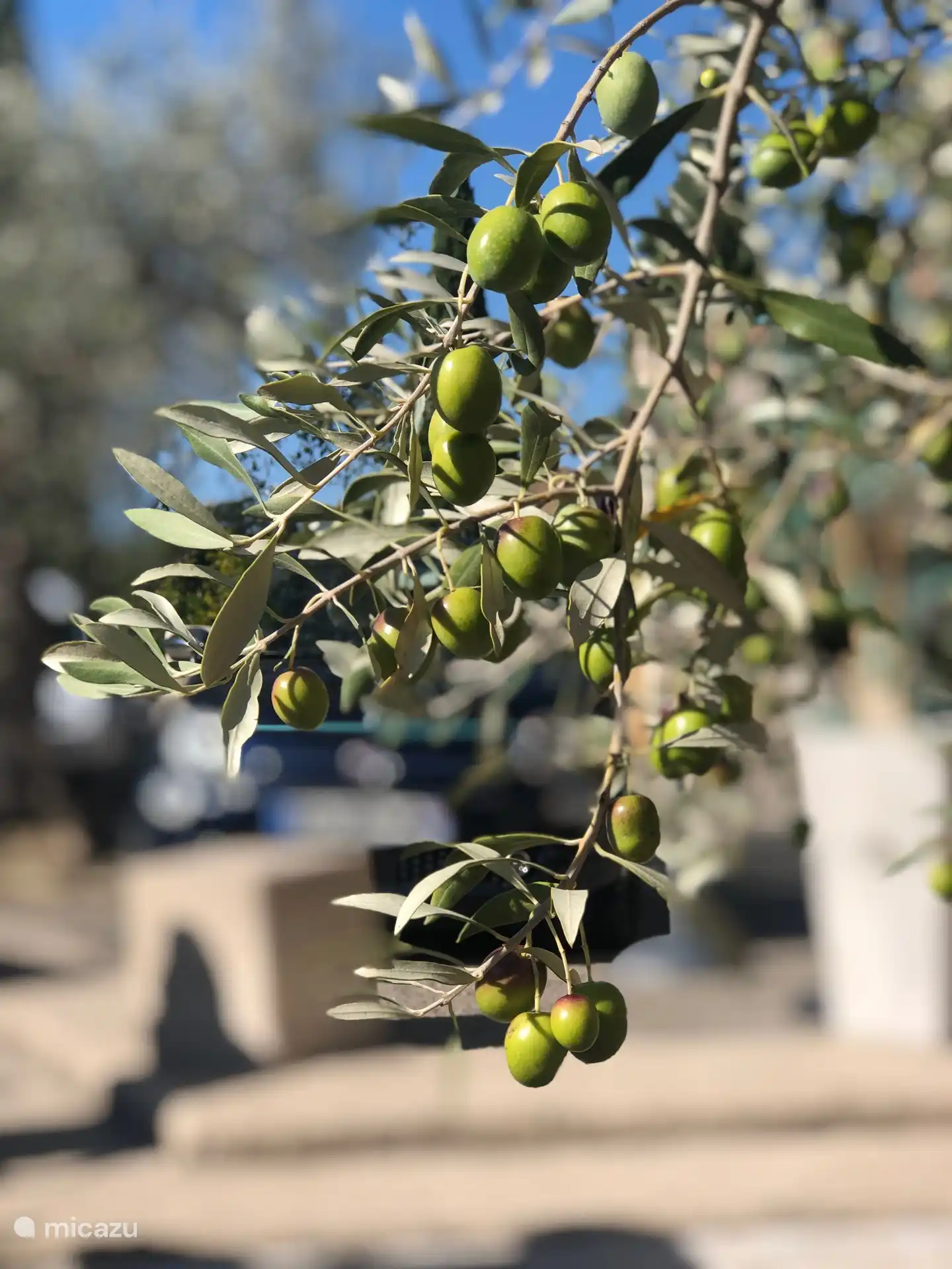 Weltberühmte Oliven aus Nyons