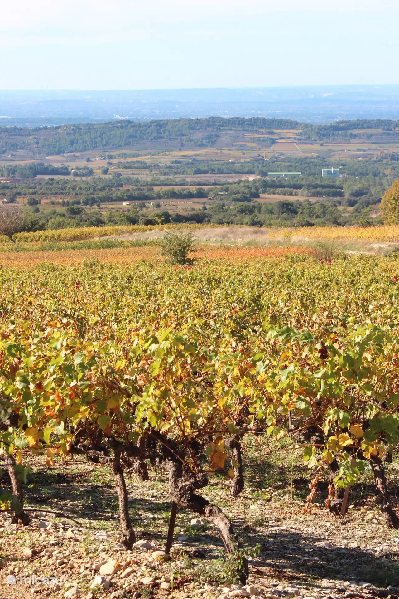 Côte du Rhone/Ventoux