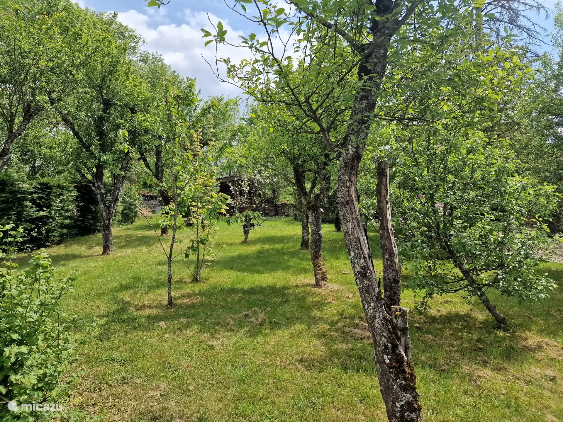 Obstgarten ansehen