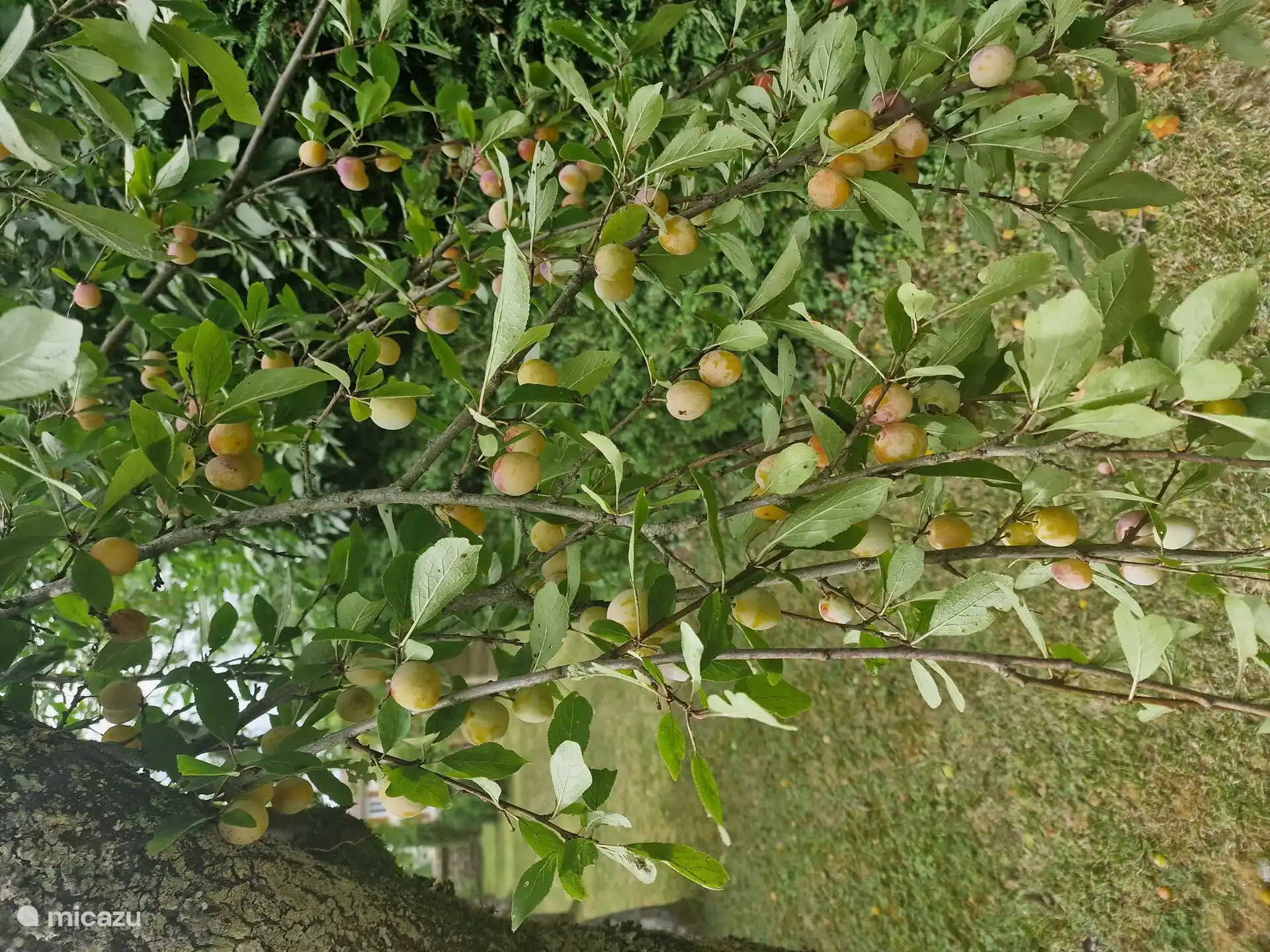 Mirabelle, Früchte in Hülle und Fülle, frei zum Pflücken