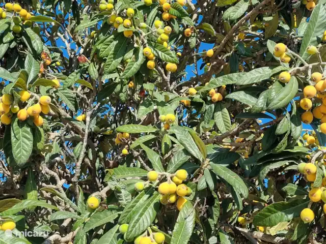 Brise d'été | Espagne, Costa Blanca, Jávea - villa Jardin avec des plantes espagnoles pour qu'aucune irrigation ne soit nécessaire