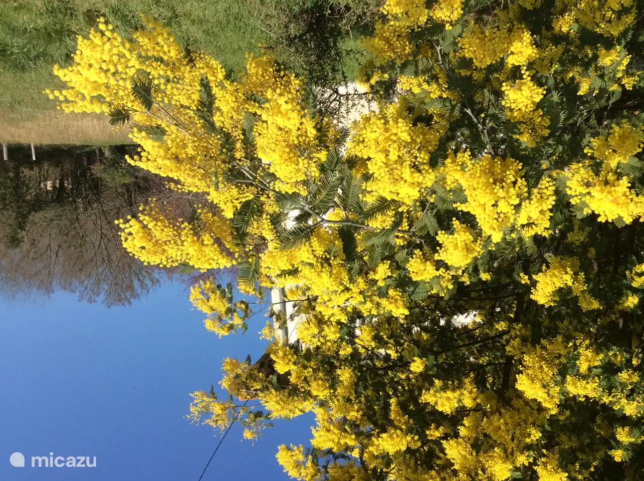 Primavera en Meylan, la mimosa florece